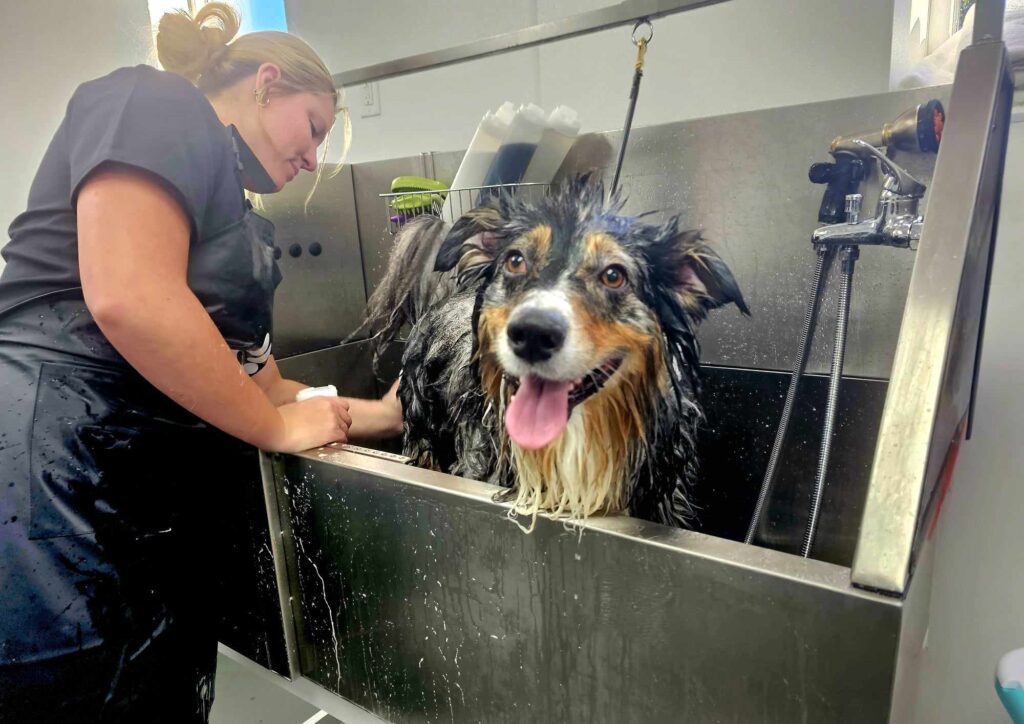 A dog is being bathed in a grooming tub by a groomer. The dog, with wet fur, looks happy and is panting with its tongue out. The groomer, wearing a black apron, is focused on washing the dog, who is secured by a leash attached to the wall. Water droplets are visible on the stainless steel surfaces of the tub, indicating an ongoing bath.