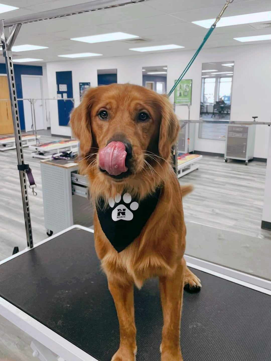 A golden retriever is sitting on a grooming table, wearing a black bandana with a paw print logo. The dog is licking its nose, with its tongue curled up over its muzzle. A grooming leash is attached to a stand above, securing the dog in place. The background shows a clean, well-lit grooming facility with large mirrors, grooming equipment, and a spacious layout.