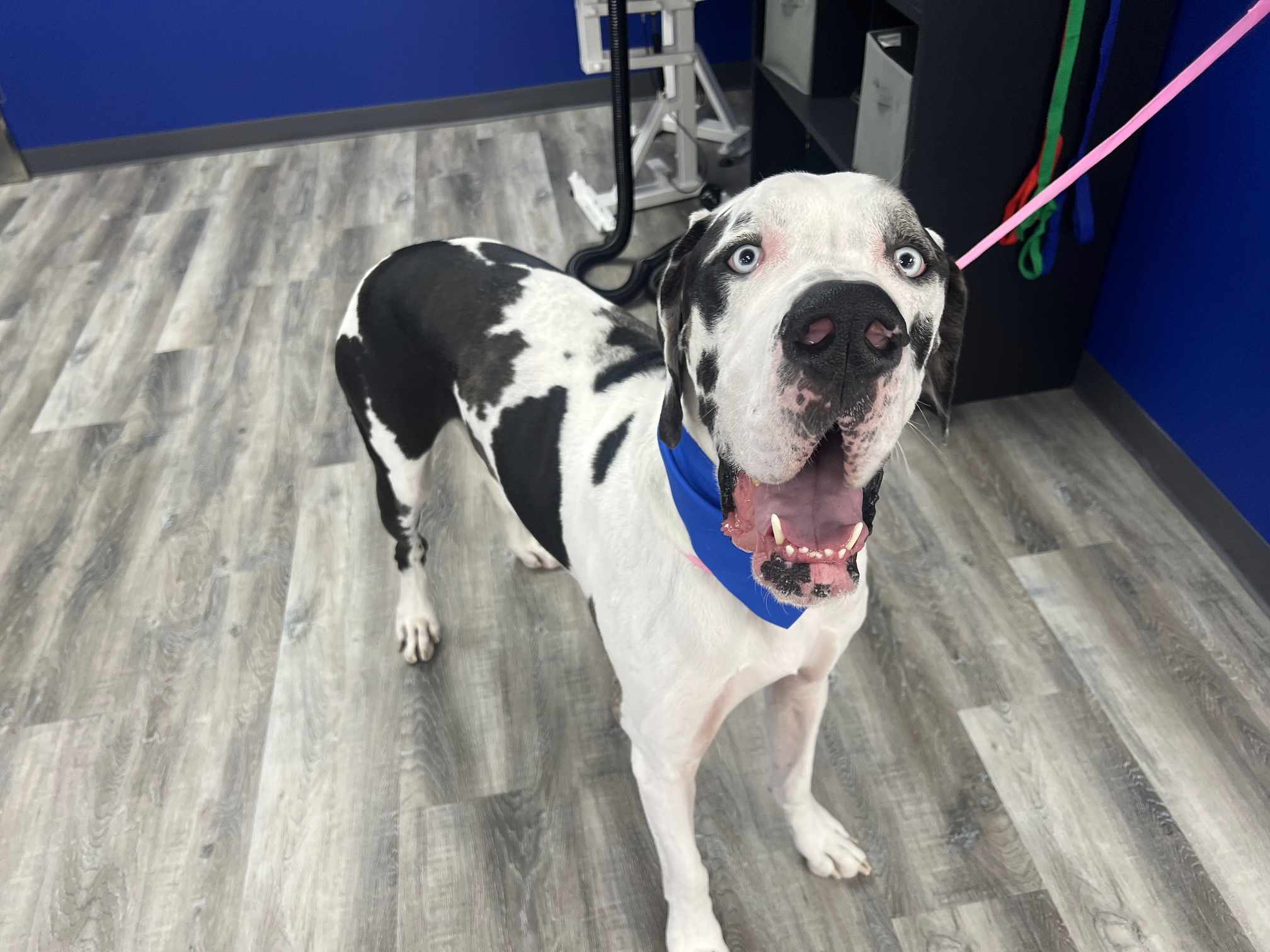 A playful Great Dane with a striking black and white coat stands inside a grooming salon, looking up with bright, expressive eyes. The dog is wearing a blue bandana, adding a cheerful touch to its appearance. Its tongue is out in a happy pant, showing enthusiasm or perhaps after enjoying some activity. The salon's modern interior features a blue wall and gray wood-style flooring, creating a vibrant and welcoming atmosphere for pet care.