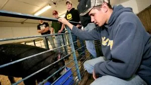Photo of students with livestock in an Agriculture building on the NIACC campus