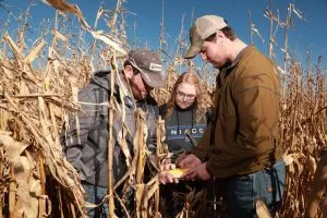 Picture of Ag students in corn field