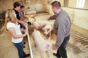 Picture of Ag students working with livestock